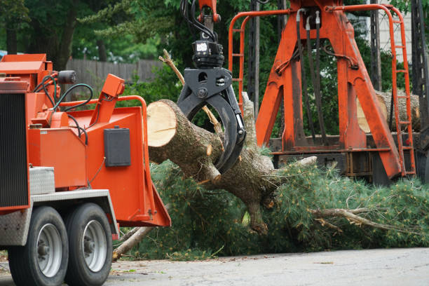 Best Lot and Land Clearing Services  in USA